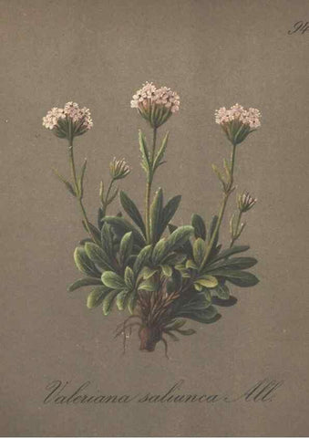 Reproducción/Reproduction 7163789419: Die Alpenpflanzen nach der Natur gemalt /. Prag :F. Tempsky,1879-1884.