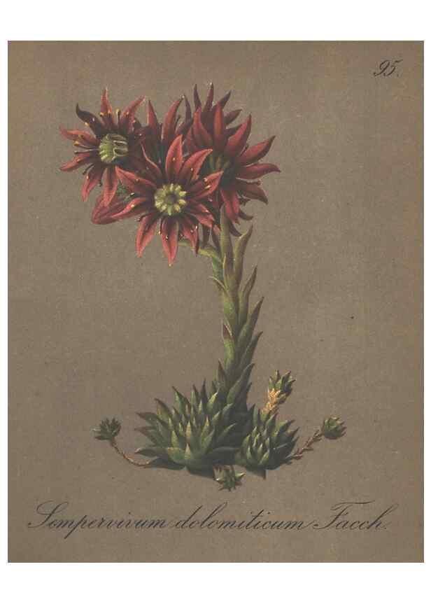Reproducción/Reproduction 7163789873: Die Alpenpflanzen nach der Natur gemalt /. Prag :F. Tempsky,1879-1884.