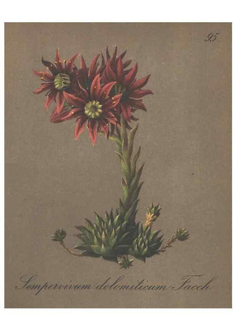 Reproducción/Reproduction 7163789873: Die Alpenpflanzen nach der Natur gemalt /. Prag :F. Tempsky,1879-1884.
