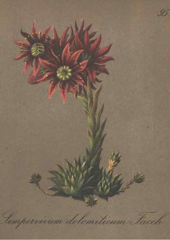 Reproducción/Reproduction 7163789873: Die Alpenpflanzen nach der Natur gemalt /. Prag :F. Tempsky,1879-1884.