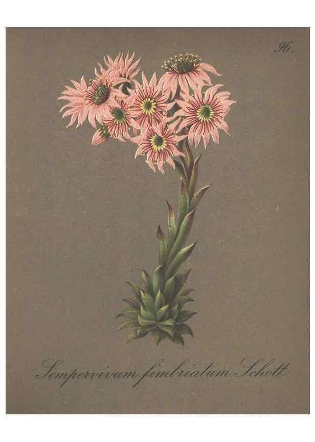 Reproducción/Reproduction 7163790581: Die Alpenpflanzen nach der Natur gemalt /. Prag :F. Tempsky,1879-1884.