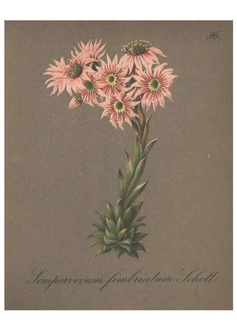 Reproducción/Reproduction 7163790581: Die Alpenpflanzen nach der Natur gemalt /. Prag :F. Tempsky,1879-1884.