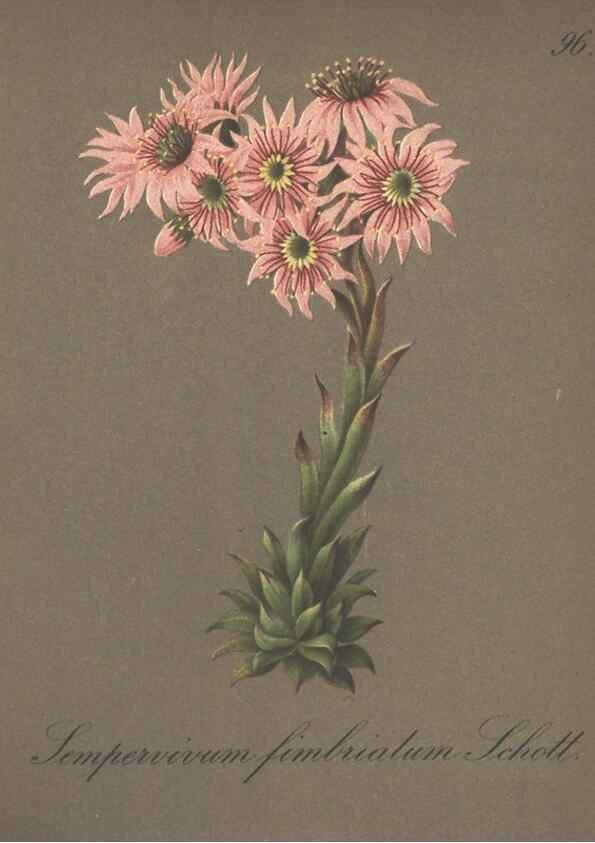 Reproducción/Reproduction 7163790581: Die Alpenpflanzen nach der Natur gemalt /. Prag :F. Tempsky,1879-1884.