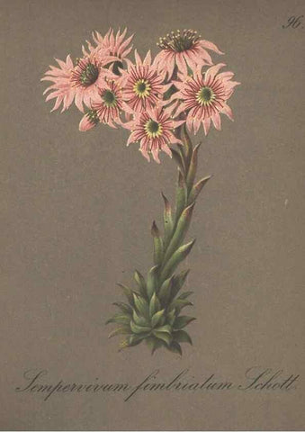 Reproducción/Reproduction 7163790581: Die Alpenpflanzen nach der Natur gemalt /. Prag :F. Tempsky,1879-1884.
