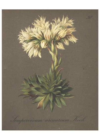 Reproducción/Reproduction 7349002032: Die Alpenpflanzen nach der Natur gemalt /. Prag :F. Tempsky,1879-1884.