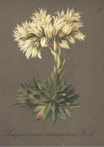 Reproducción/Reproduction 7349002032: Die Alpenpflanzen nach der Natur gemalt /. Prag :F. Tempsky,1879-1884.