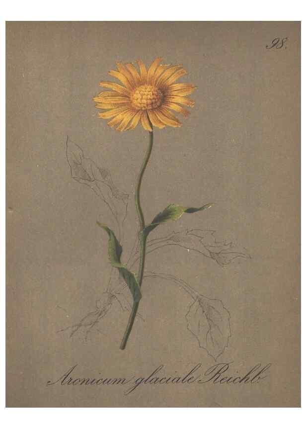 Reproducción/Reproduction 7163792177: Die Alpenpflanzen nach der Natur gemalt /. Prag :F. Tempsky,1879-1884.