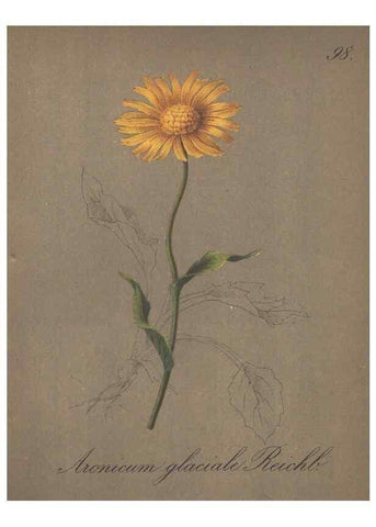 Reproducción/Reproduction 7163792177: Die Alpenpflanzen nach der Natur gemalt /. Prag :F. Tempsky,1879-1884.