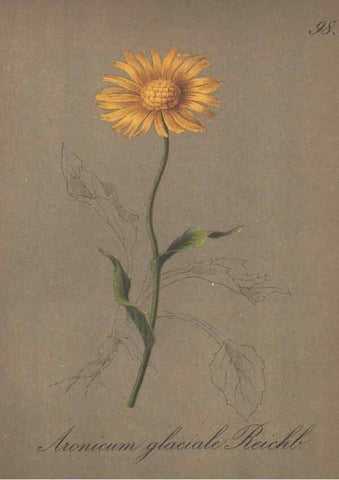 Reproducción/Reproduction 7163792177: Die Alpenpflanzen nach der Natur gemalt /. Prag :F. Tempsky,1879-1884.
