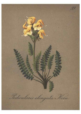 Reproducción/Reproduction 7163792801: Die Alpenpflanzen nach der Natur gemalt /. Prag :F. Tempsky,1879-1884.