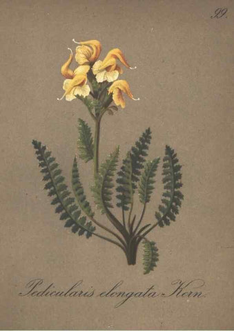 Reproducción/Reproduction 7163792801: Die Alpenpflanzen nach der Natur gemalt /. Prag :F. Tempsky,1879-1884.