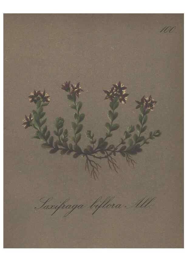Reproducción/Reproduction 7163793375: Die Alpenpflanzen nach der Natur gemalt /. Prag :F. Tempsky,1879-1884.