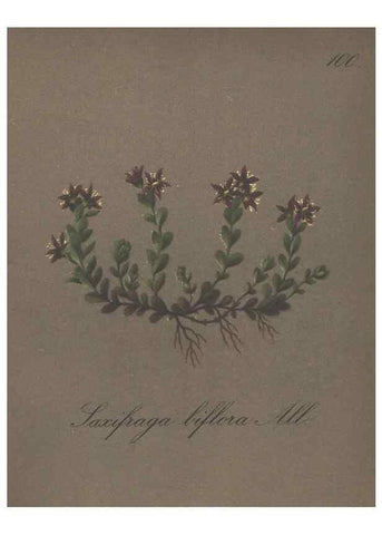 Reproducción/Reproduction 7163793375: Die Alpenpflanzen nach der Natur gemalt /. Prag :F. Tempsky,1879-1884.