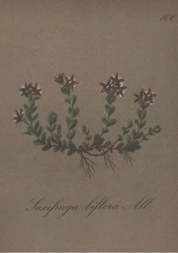 Reproducción/Reproduction 7163793375: Die Alpenpflanzen nach der Natur gemalt /. Prag :F. Tempsky,1879-1884.