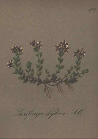 Reproducción/Reproduction 7163793375: Die Alpenpflanzen nach der Natur gemalt /. Prag :F. Tempsky,1879-1884.