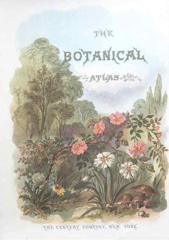 Reproducción/Reproduction 7163893801: The botanical atlas :. New York :The Century Co.,1883.