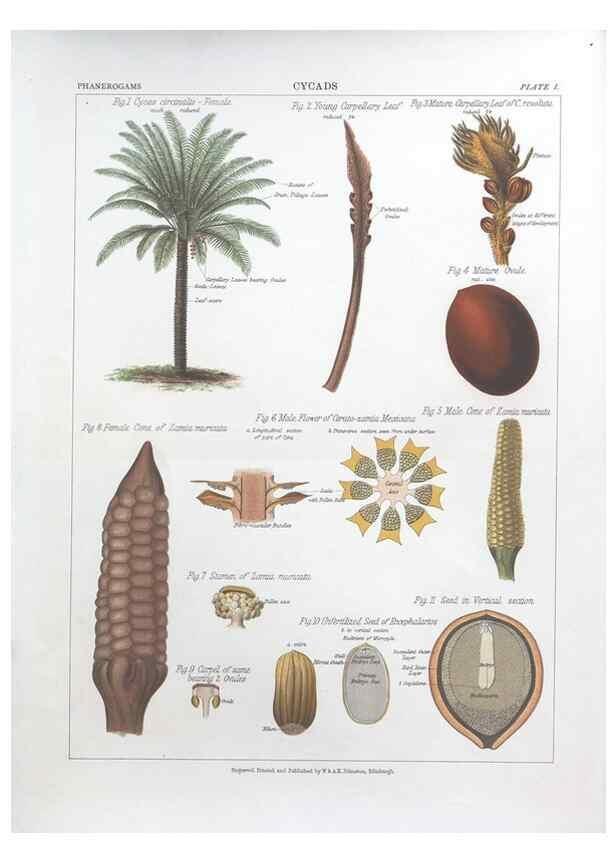 Reproducción/Reproduction 7163894767: The botanical atlas :. New York :The Century Co.,1883.