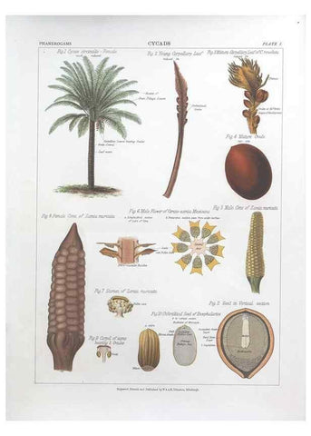 Reproducción/Reproduction 7163894767: The botanical atlas :. New York :The Century Co.,1883.