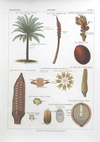 Reproducción/Reproduction 7163894767: The botanical atlas :. New York :The Century Co.,1883.