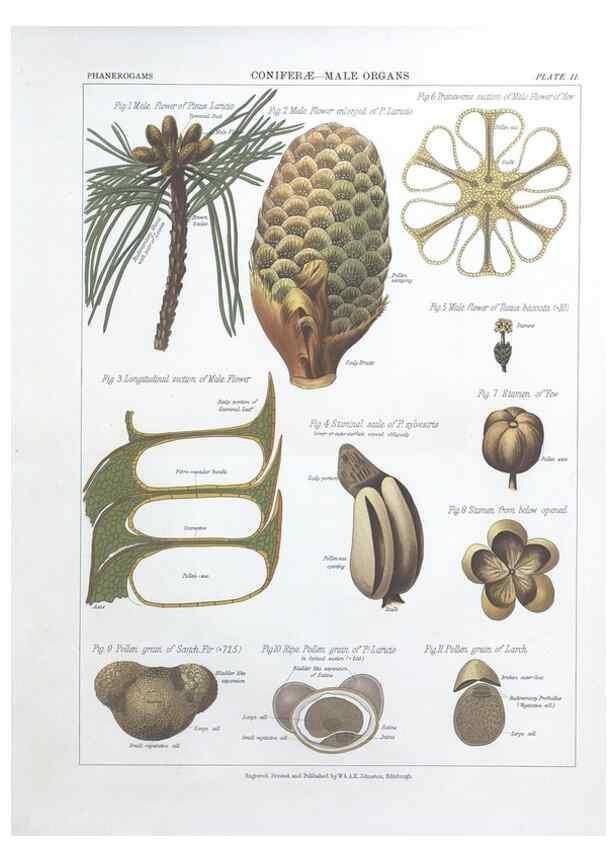 Reproducción/Reproduction 7349106334: The botanical atlas :. New York :The Century Co.,1883.