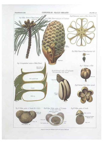 Reproducción/Reproduction 7349106334: The botanical atlas :. New York :The Century Co.,1883.