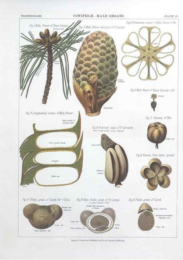 Reproducción/Reproduction 7349106334: The botanical atlas :. New York :The Century Co.,1883.