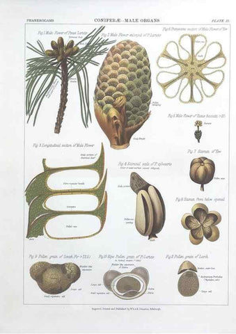Reproducción/Reproduction 7349106334: The botanical atlas :. New York :The Century Co.,1883.