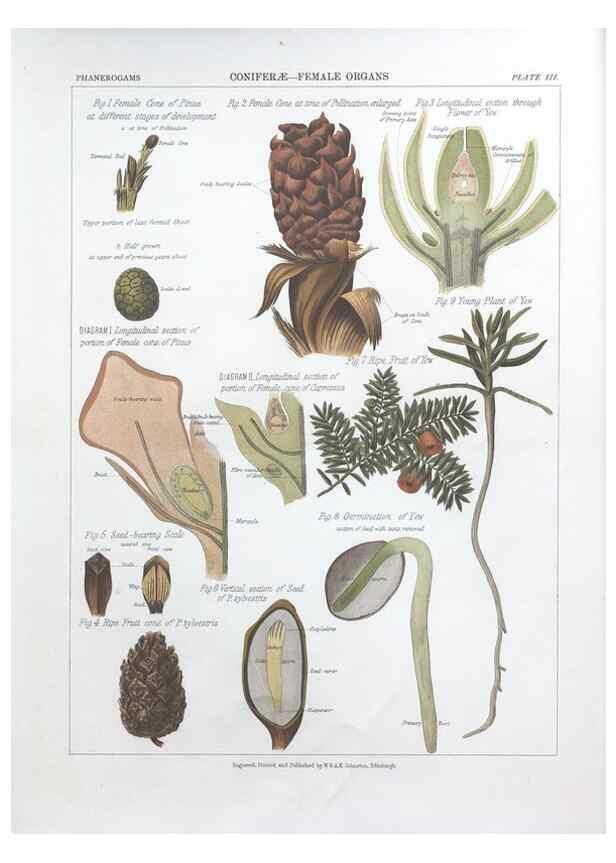 Reproducción/Reproduction 7163896461: The botanical atlas :. New York :The Century Co.,1883.