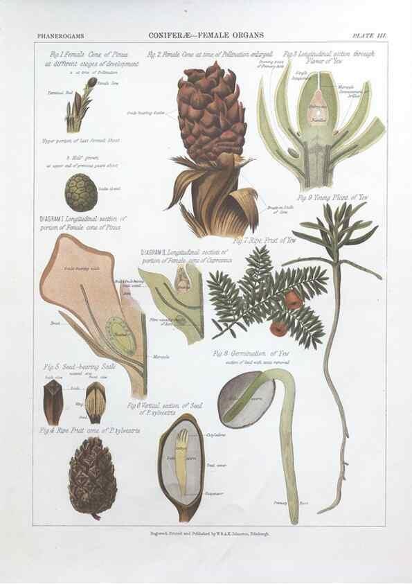 Reproducción/Reproduction 7163896461: The botanical atlas :. New York :The Century Co.,1883.