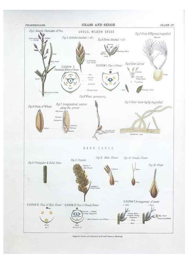 Reproducción/Reproduction 7349108122: The botanical atlas :. New York :The Century Co.,1883.
