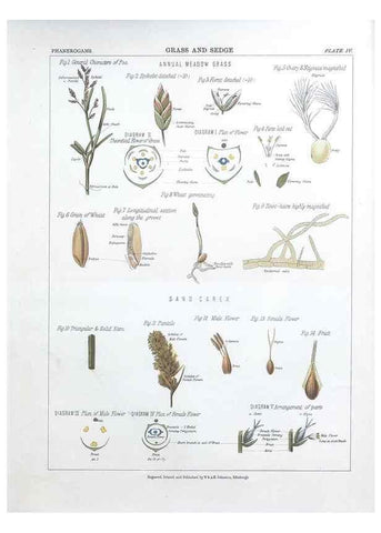 Reproducción/Reproduction 7349108122: The botanical atlas :. New York :The Century Co.,1883.
