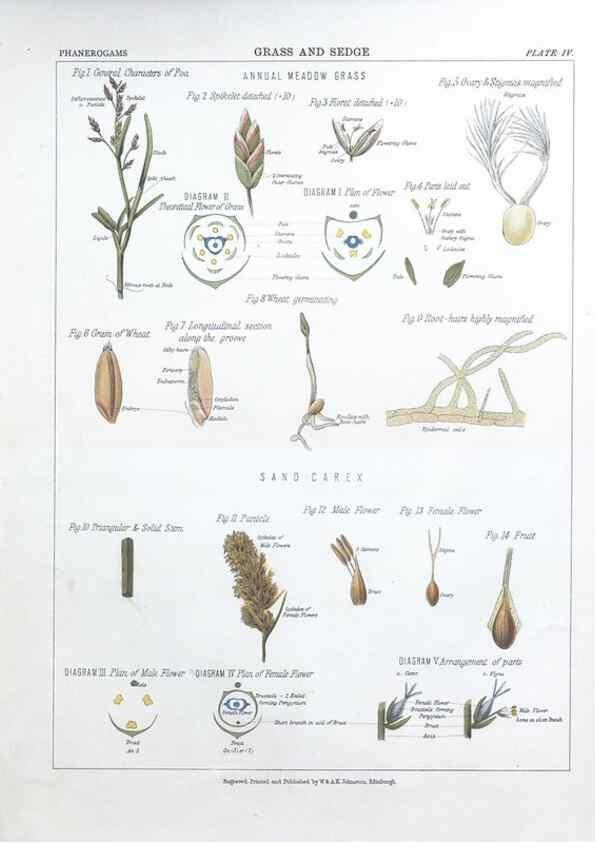 Reproducción/Reproduction 7349108122: The botanical atlas :. New York :The Century Co.,1883.
