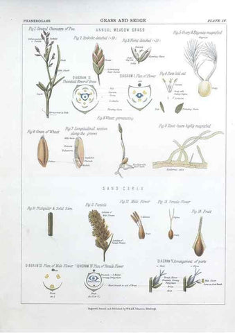 Reproducción/Reproduction 7349108122: The botanical atlas :. New York :The Century Co.,1883.