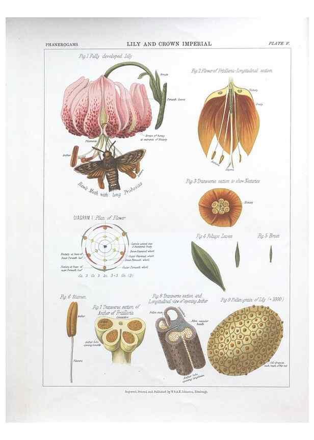 Reproducción/Reproduction 7163898305: The botanical atlas :. New York :The Century Co.,1883.