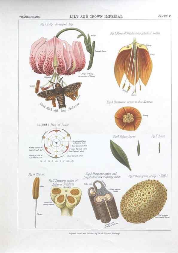 Reproducción/Reproduction 7163898305: The botanical atlas :. New York :The Century Co.,1883.