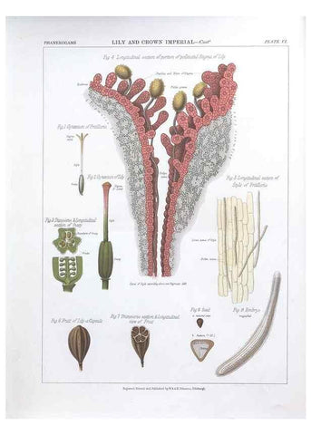 Reproducción/Reproduction 7349109830: The botanical atlas :. New York :The Century Co.,1883.