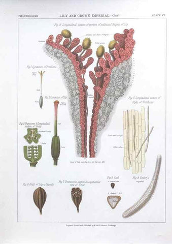 Reproducción/Reproduction 7349109830: The botanical atlas :. New York :The Century Co.,1883.