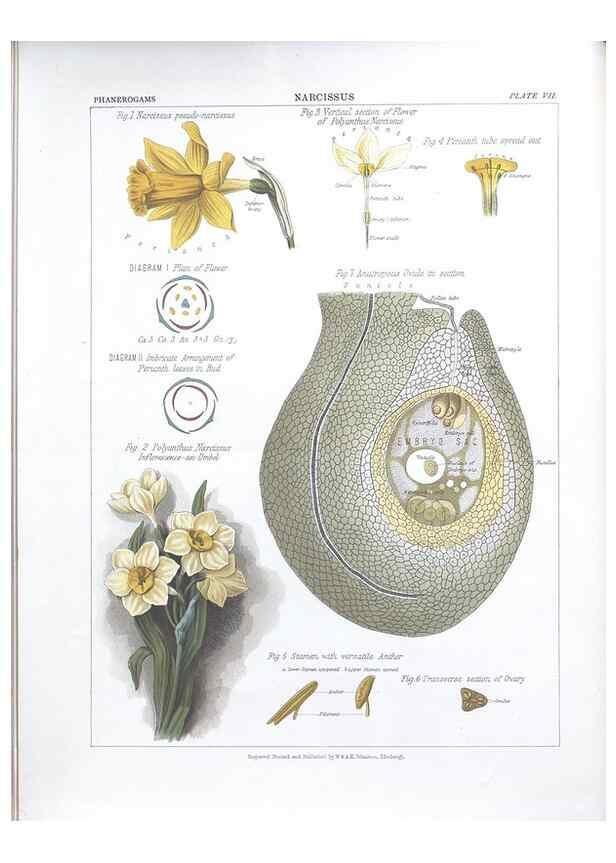 Reproducción/Reproduction 7163900289: The botanical atlas :. New York :The Century Co.,1883.