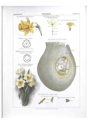 Reproducción/Reproduction 7163900289: The botanical atlas :. New York :The Century Co.,1883.