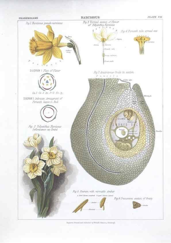 Reproducción/Reproduction 7163900289: The botanical atlas :. New York :The Century Co.,1883.