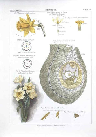 Reproducción/Reproduction 7163900289: The botanical atlas :. New York :The Century Co.,1883.
