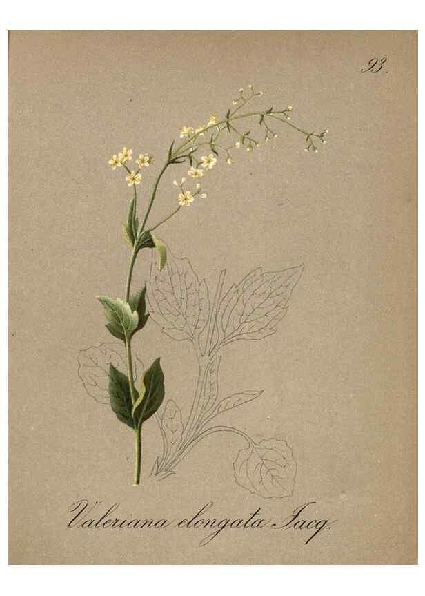Reproducción/Reproduction 7348999366: Die Alpenpflanzen nach der Natur gemalt /. Prag :F. Tempsky,1879-1884.