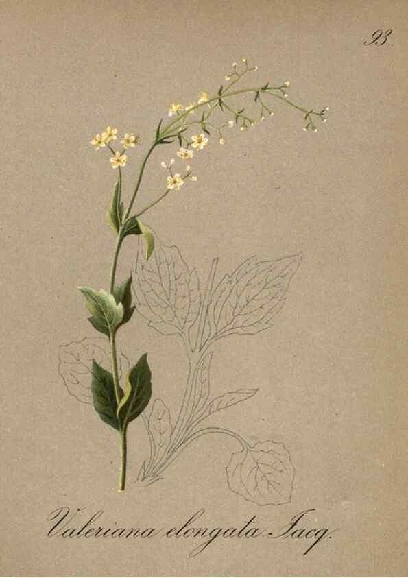 Reproducción/Reproduction 7348999366: Die Alpenpflanzen nach der Natur gemalt /. Prag :F. Tempsky,1879-1884.