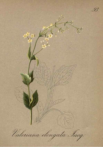 Reproducción/Reproduction 7348999366: Die Alpenpflanzen nach der Natur gemalt /. Prag :F. Tempsky,1879-1884.