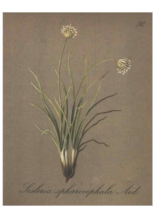 Reproducción/Reproduction 7348998670: Die Alpenpflanzen nach der Natur gemalt /. Prag :F. Tempsky,1879-1884.