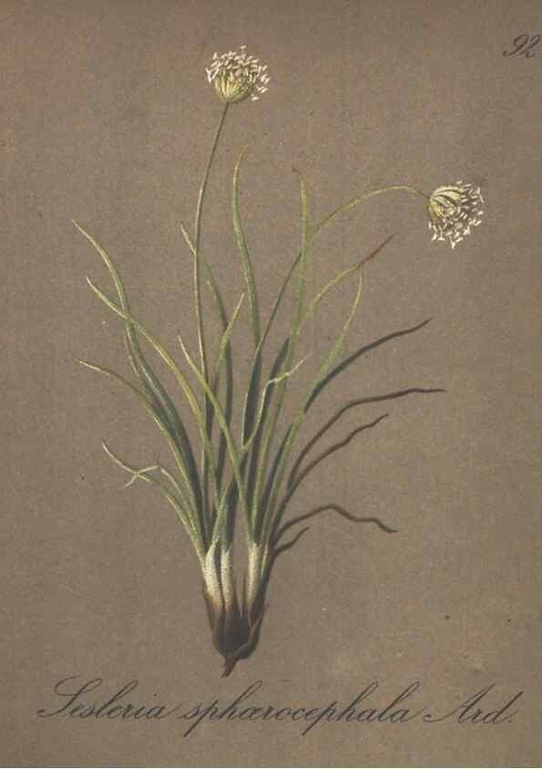 Reproducción/Reproduction 7348998670: Die Alpenpflanzen nach der Natur gemalt /. Prag :F. Tempsky,1879-1884.