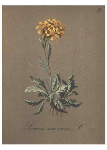 Reproducción/Reproduction 7163787165: Die Alpenpflanzen nach der Natur gemalt /. Prag :F. Tempsky,1879-1884.