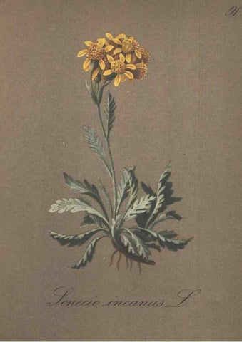 Reproducción/Reproduction 7163787165: Die Alpenpflanzen nach der Natur gemalt /. Prag :F. Tempsky,1879-1884.