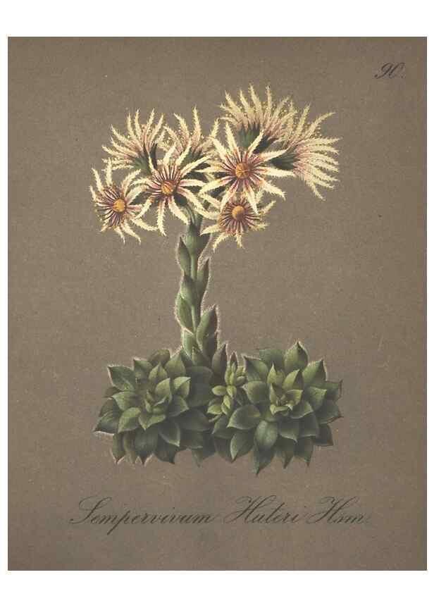 Reproducción/Reproduction 7163786667: Die Alpenpflanzen nach der Natur gemalt /. Prag :F. Tempsky,1879-1884.