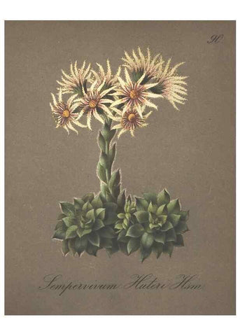 Reproducción/Reproduction 7163786667: Die Alpenpflanzen nach der Natur gemalt /. Prag :F. Tempsky,1879-1884.
